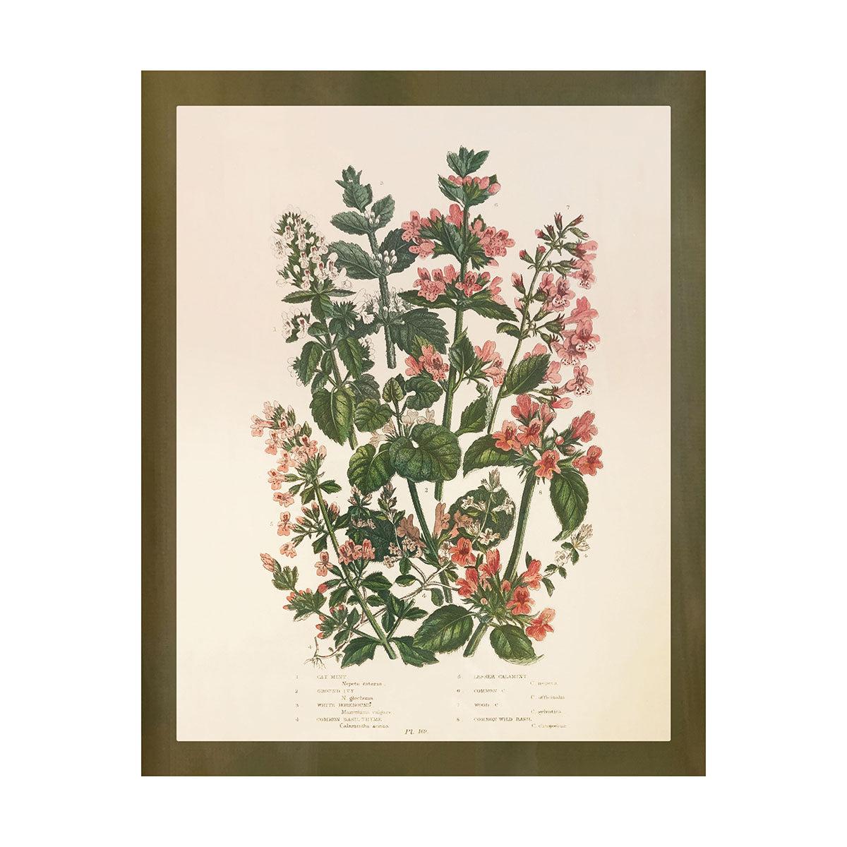 Wildflower Study (Cat Nip & Ivy)