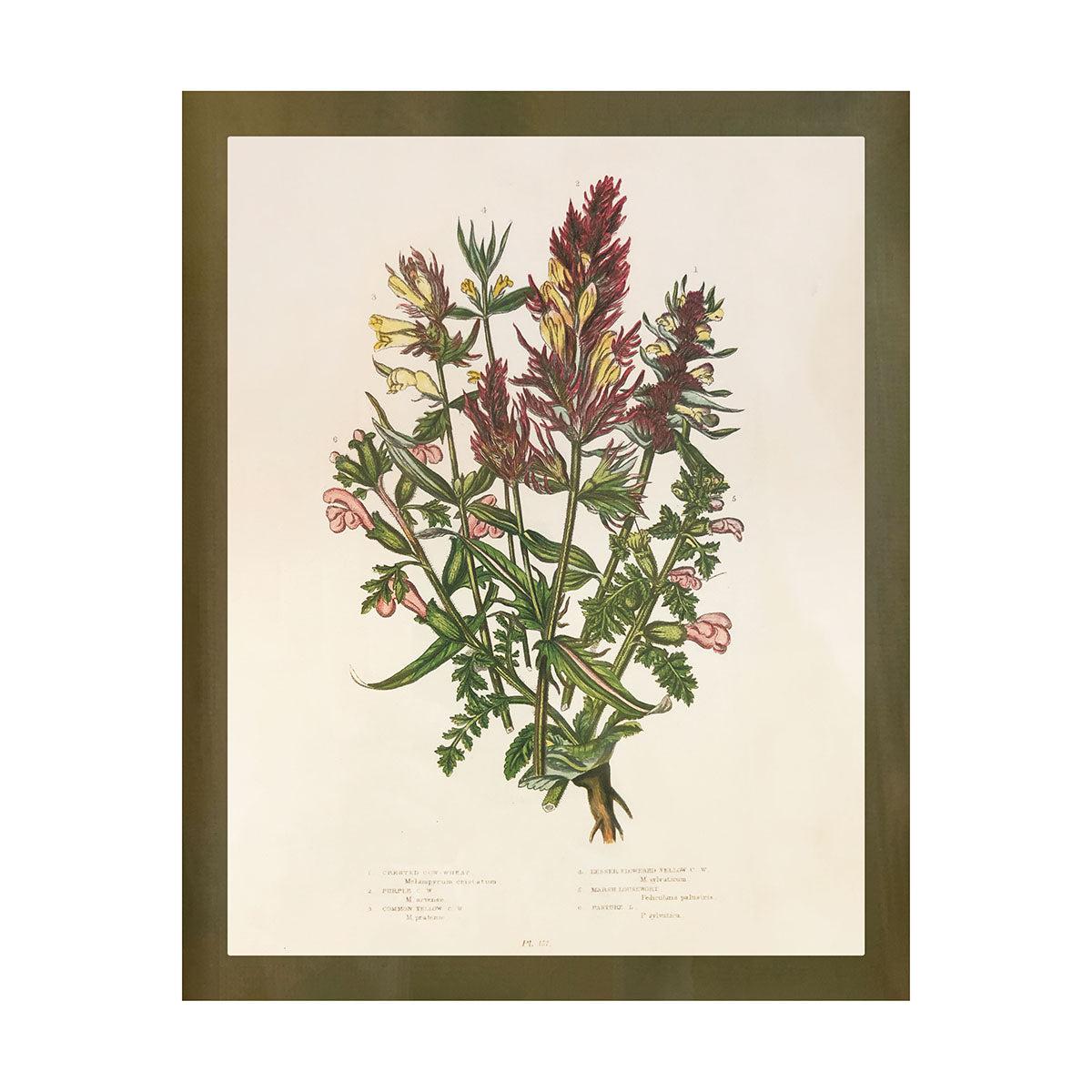 Wildflower Study (Crested Cow Wheat)