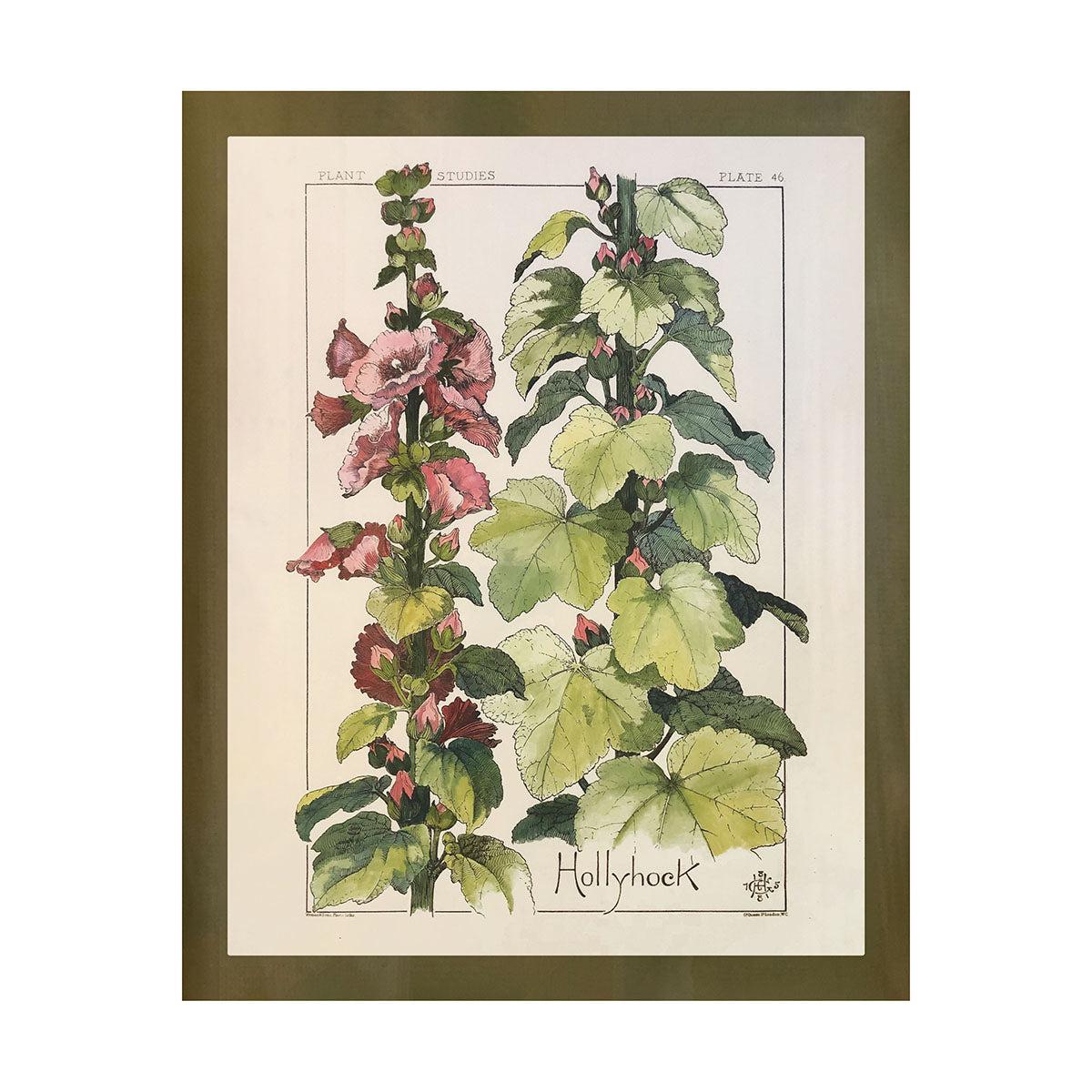 Hollyhock Wildflower Study