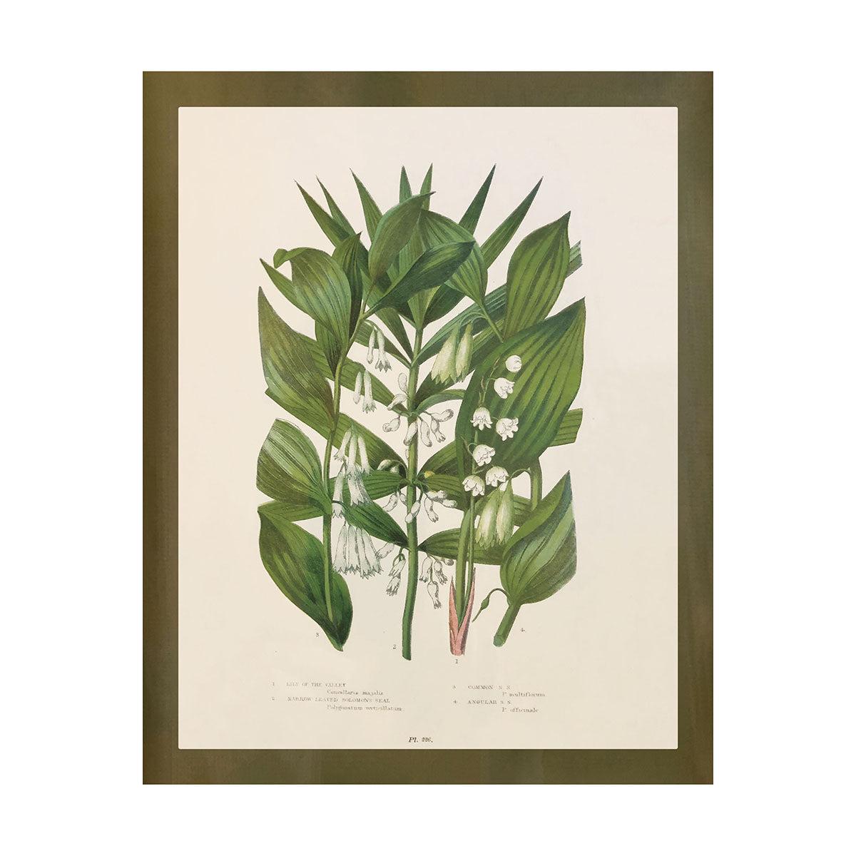 Wildflower Study (Lily of the Valley)