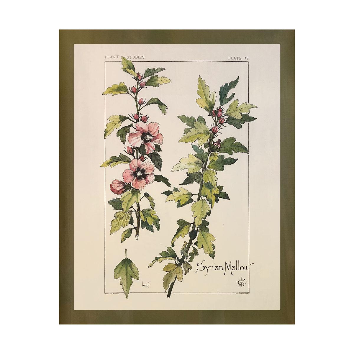Wildflower Study (Syrian Mallow)