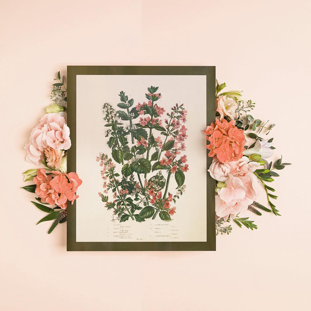 Wildflower Study (Cat Nip & Ivy)