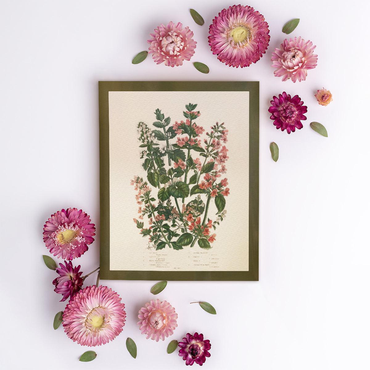 Wildflower Study (Cat Nip & Ivy)