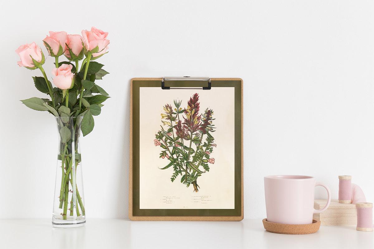 Wildflower Study (Crested Cow Wheat)