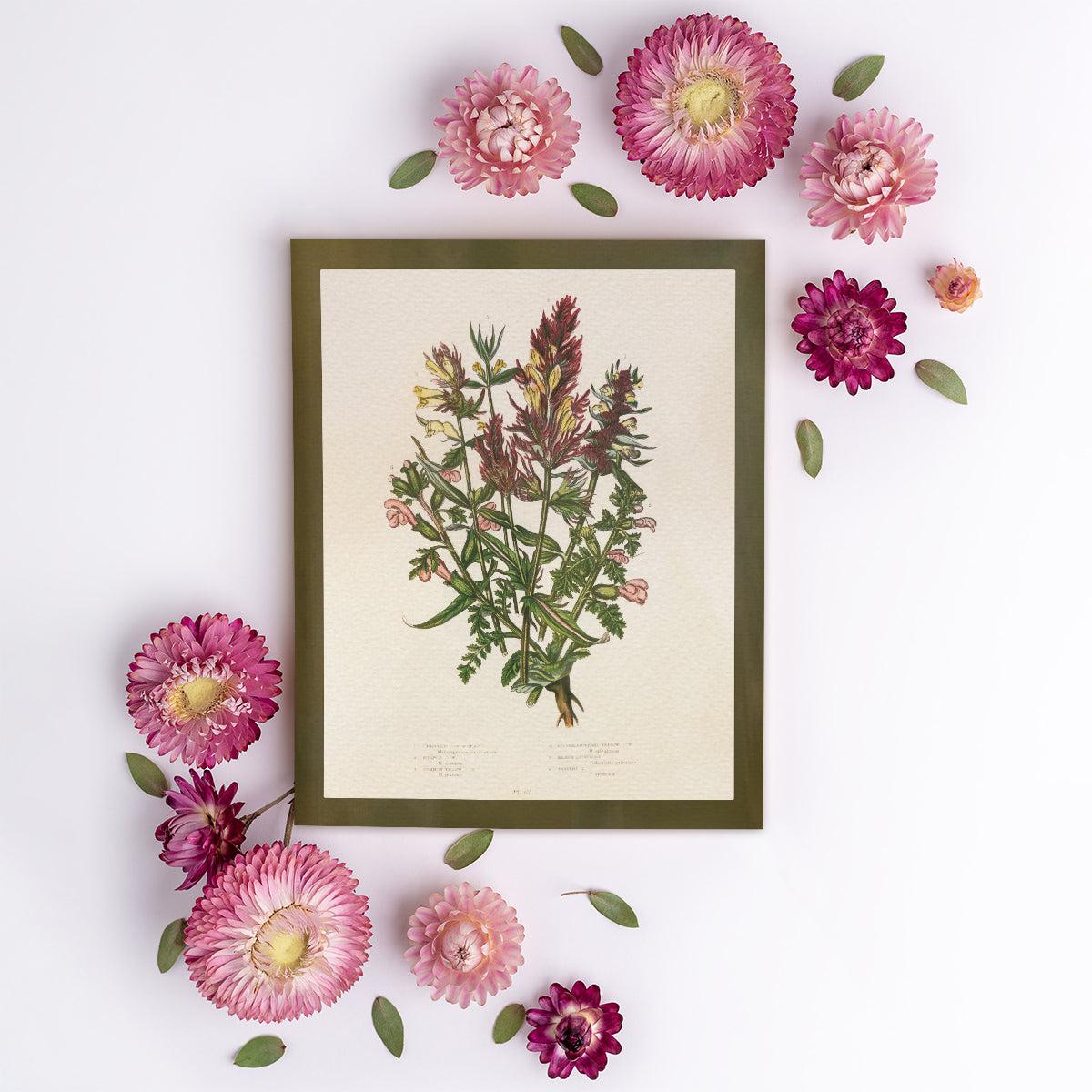 Wildflower Study (Crested Cow Wheat)