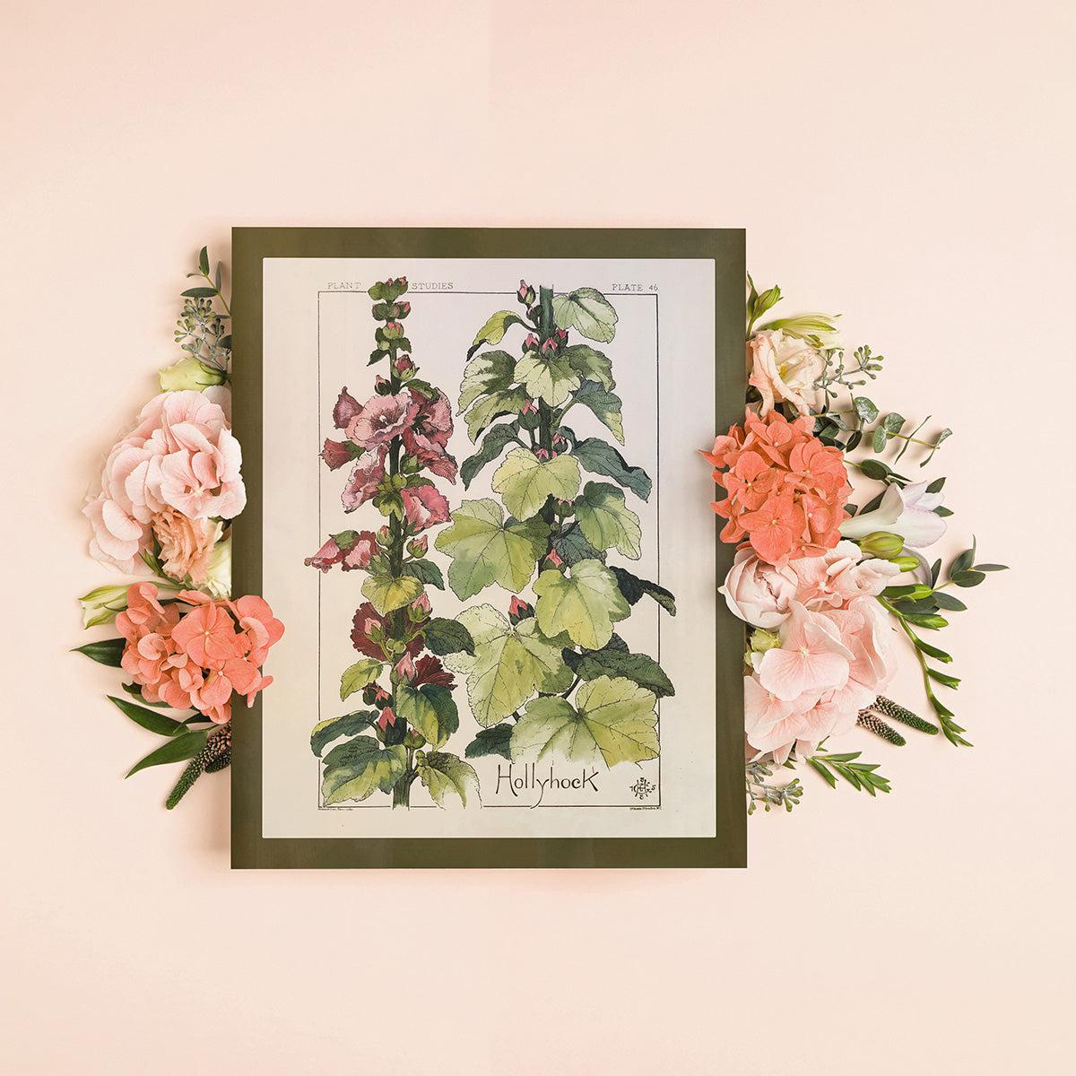 Hollyhock Wildflower Study