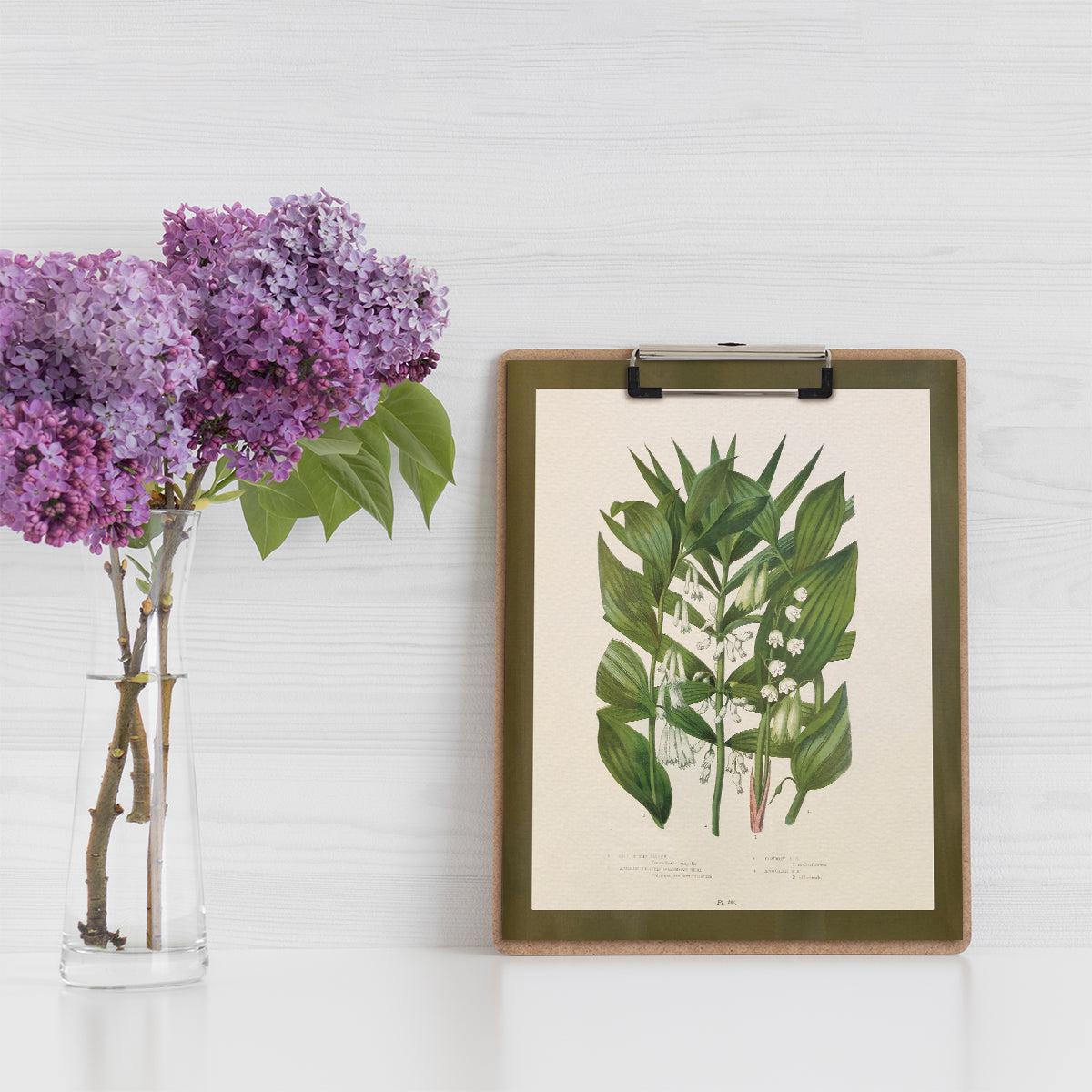 Wildflower Study (Lily of the Valley)