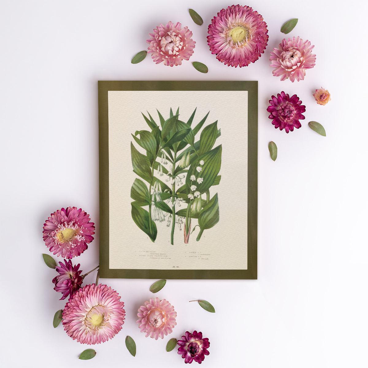 Wildflower Study (Lily of the Valley)