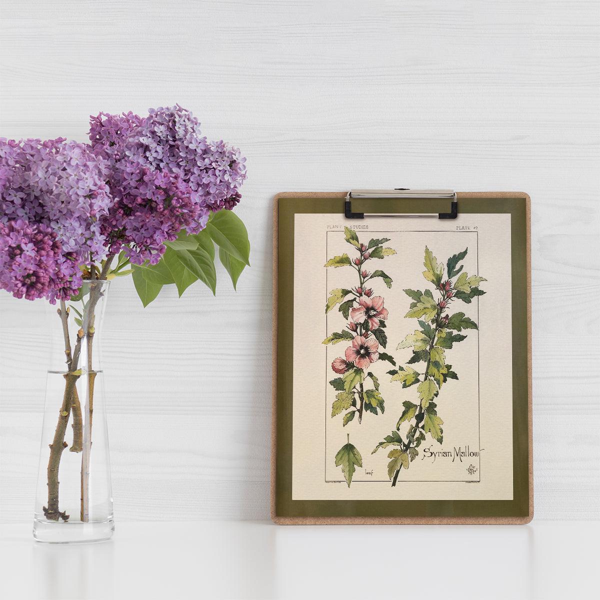 Wildflower Study (Syrian Mallow)