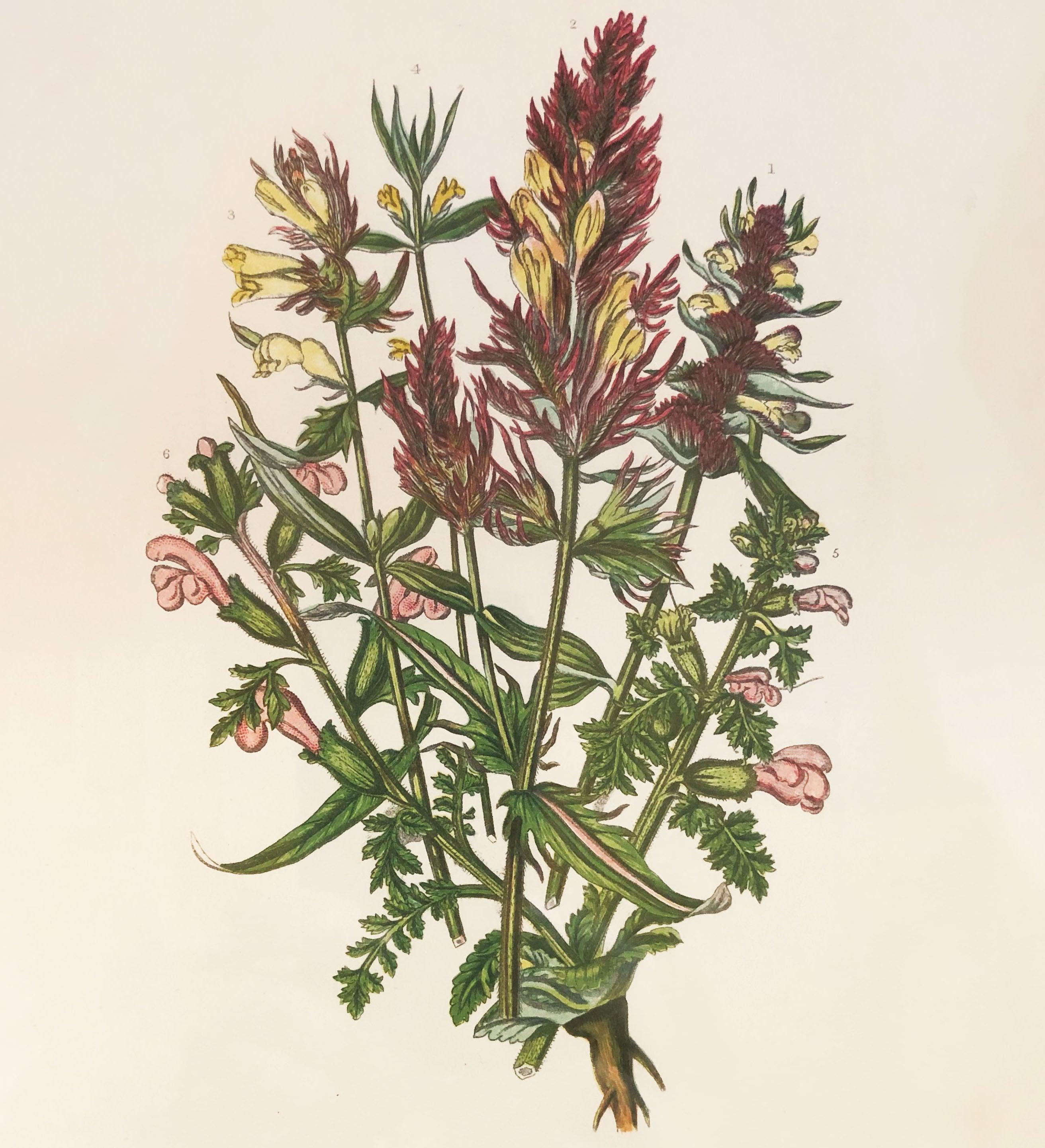 Wildflower Study (Crested Cow Wheat)