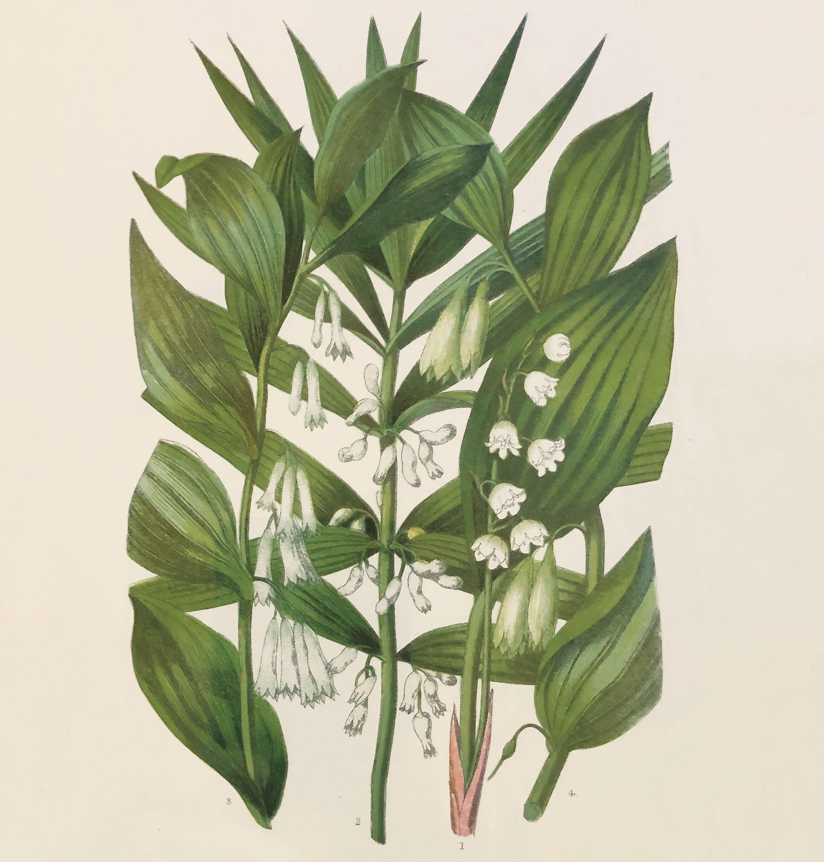 Wildflower Study (Lily of the Valley)