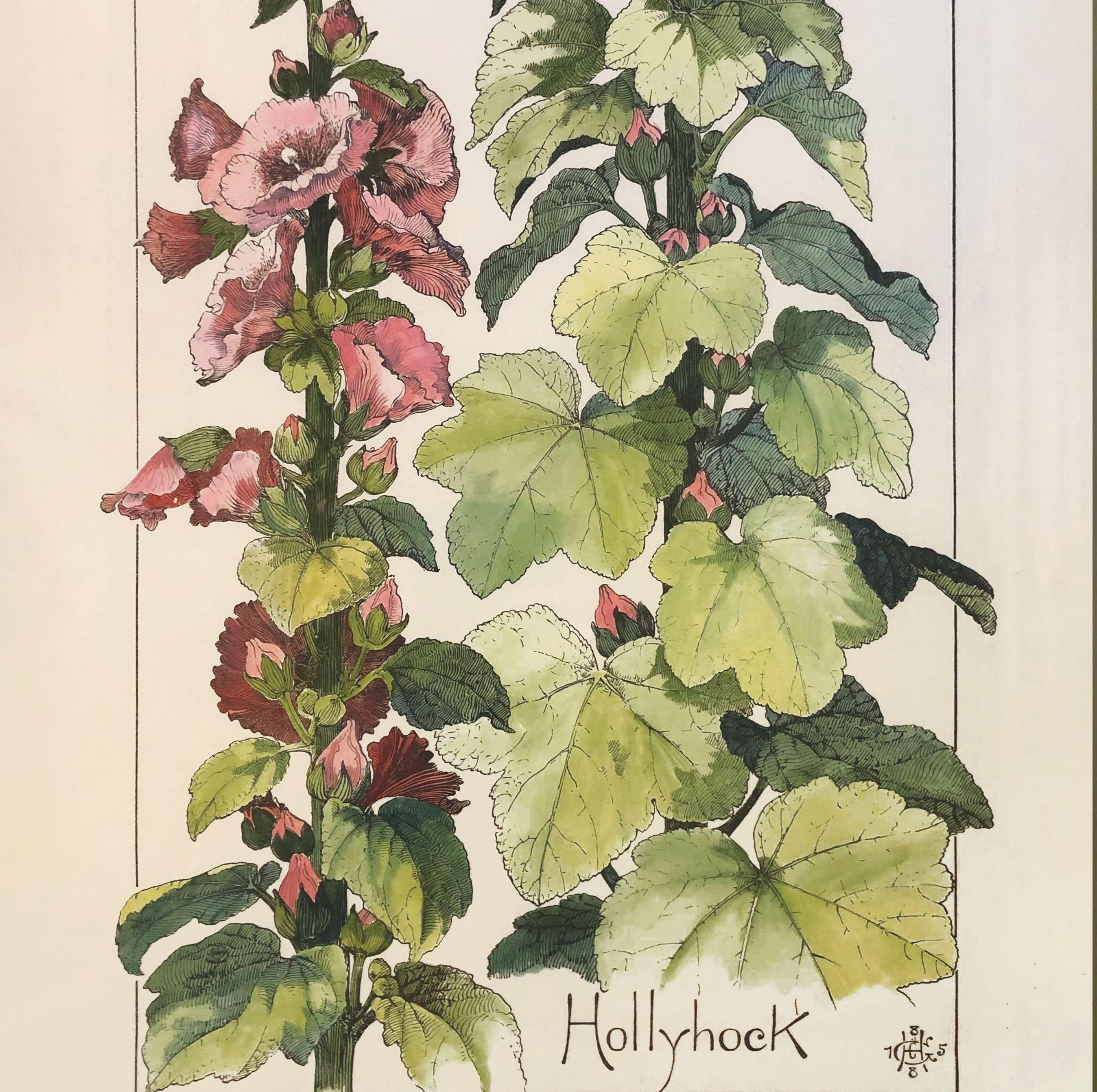 Hollyhock Wildflower Study